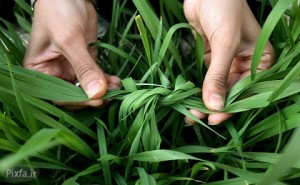 Grass knotting