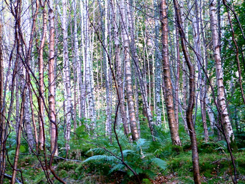 Ghostly silver birch in Heron Wood