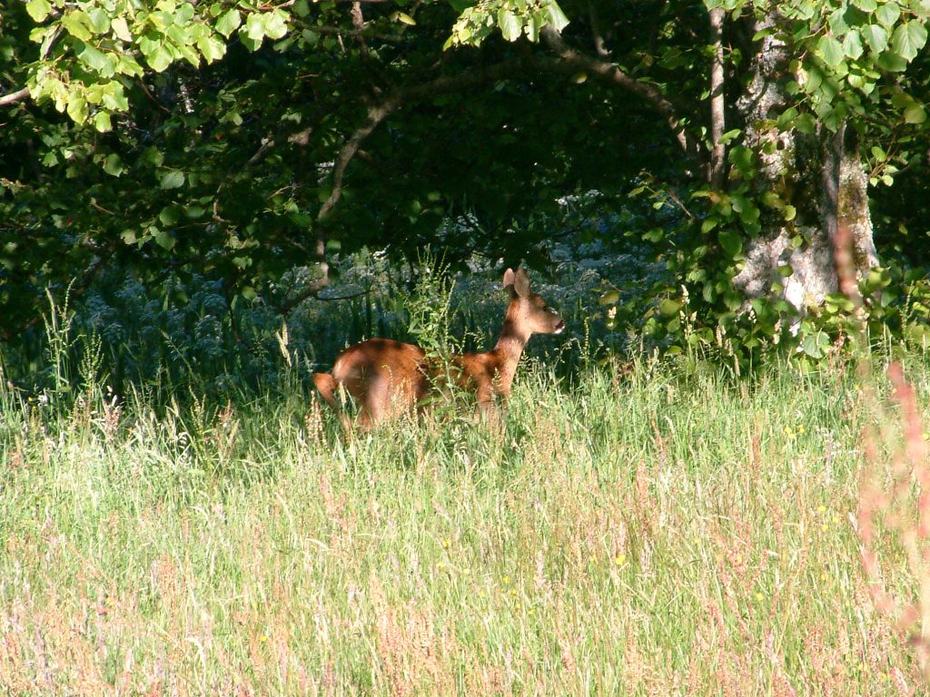 A young roe deer in dappled shade