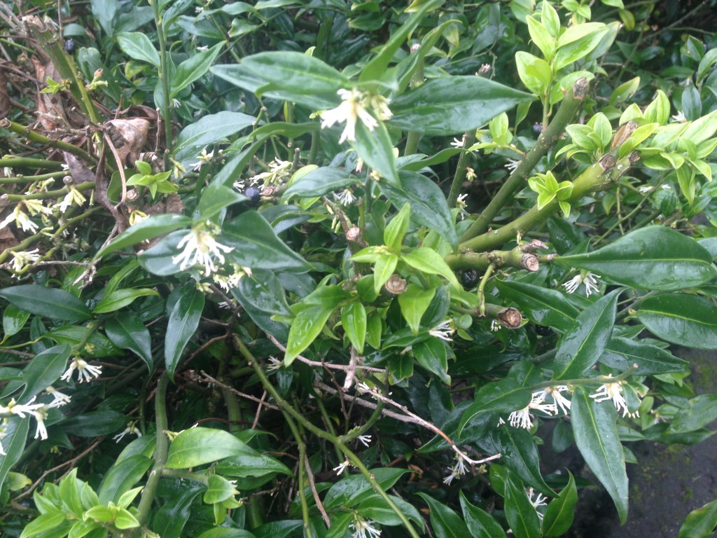 close up of Sarcococca confusa: shiny green leaves, small white flower