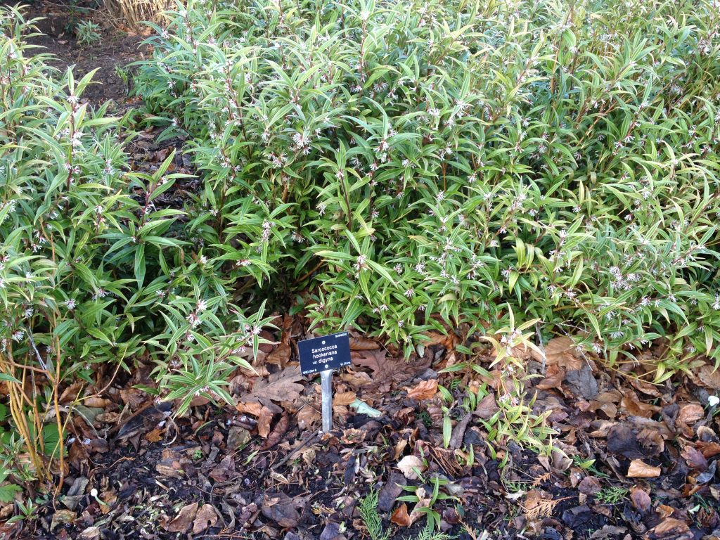 Sarcococca hookeriana in the Botanics: narrower green leaves and a smaller white flower but packing a powerful scent