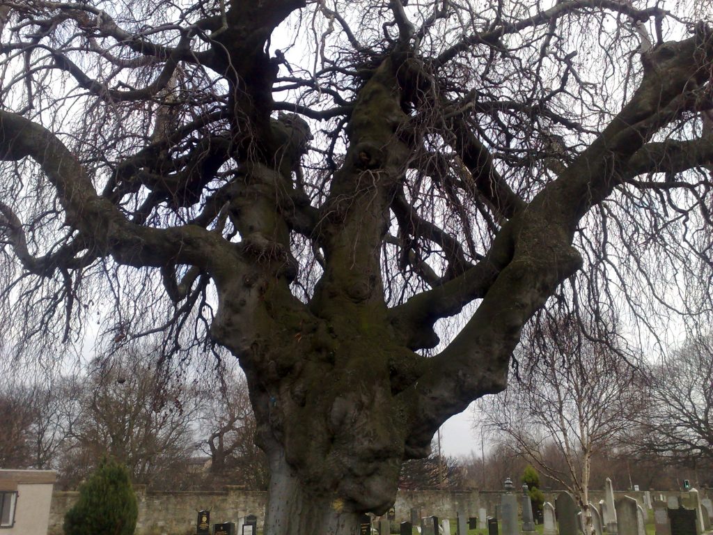 Looking up into the branches of a twisting and gnarled old tree