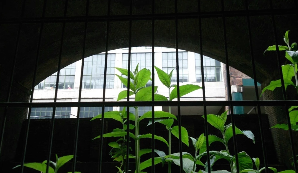 Green leaves seen through metal bars of car park window