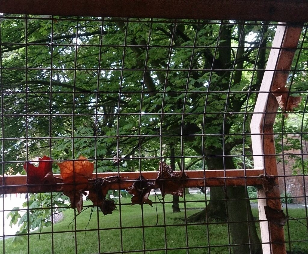 Leaves caught in mesh of window looking out to trees