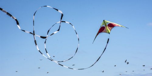 A flying kite among birds in a clear blue sky: Jan Mosiman CC BY-ND 2.0